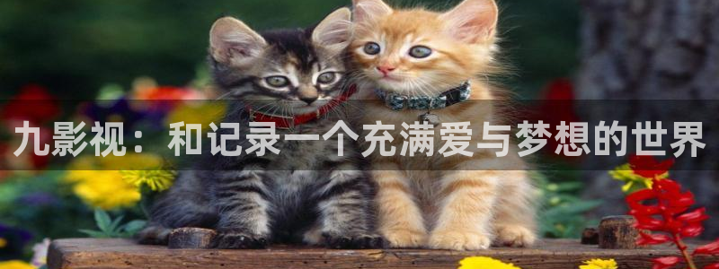 韩国麻豆电影：九影视：和记录一个充满爱与梦想的世界